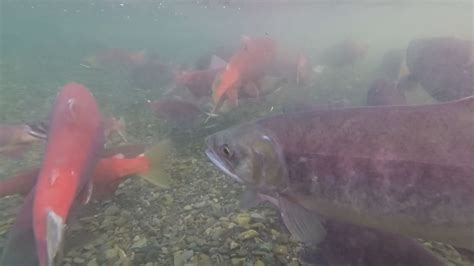 alaska fish and game|Amid historic low King Salmon numbers Alaska Fish & Game .